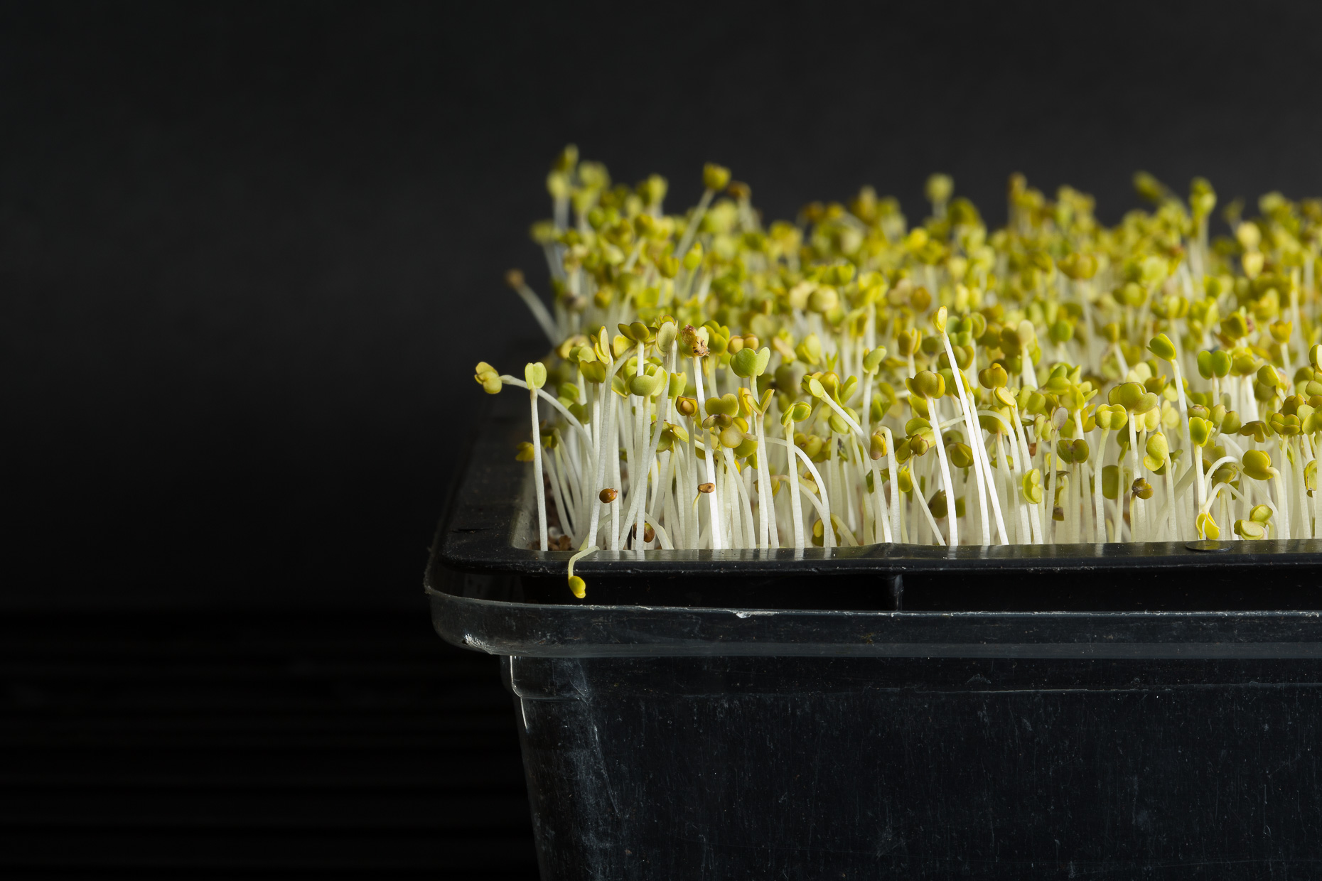170817_OHV_Microgreens_607-Edit